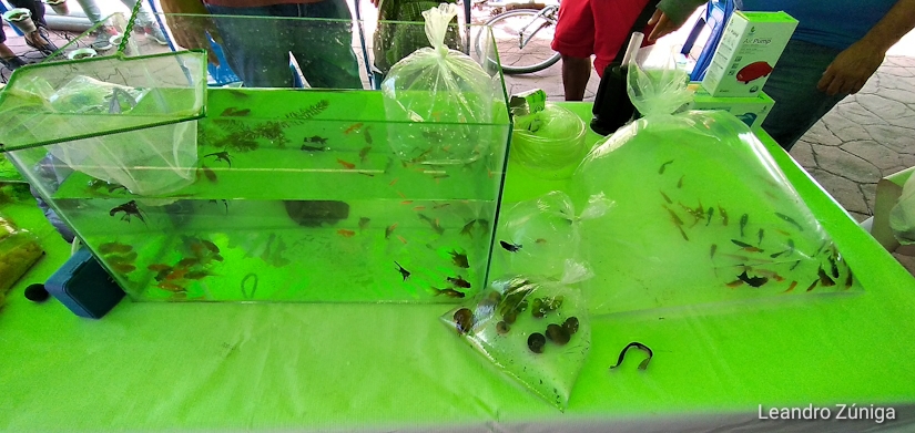 INPESCA1